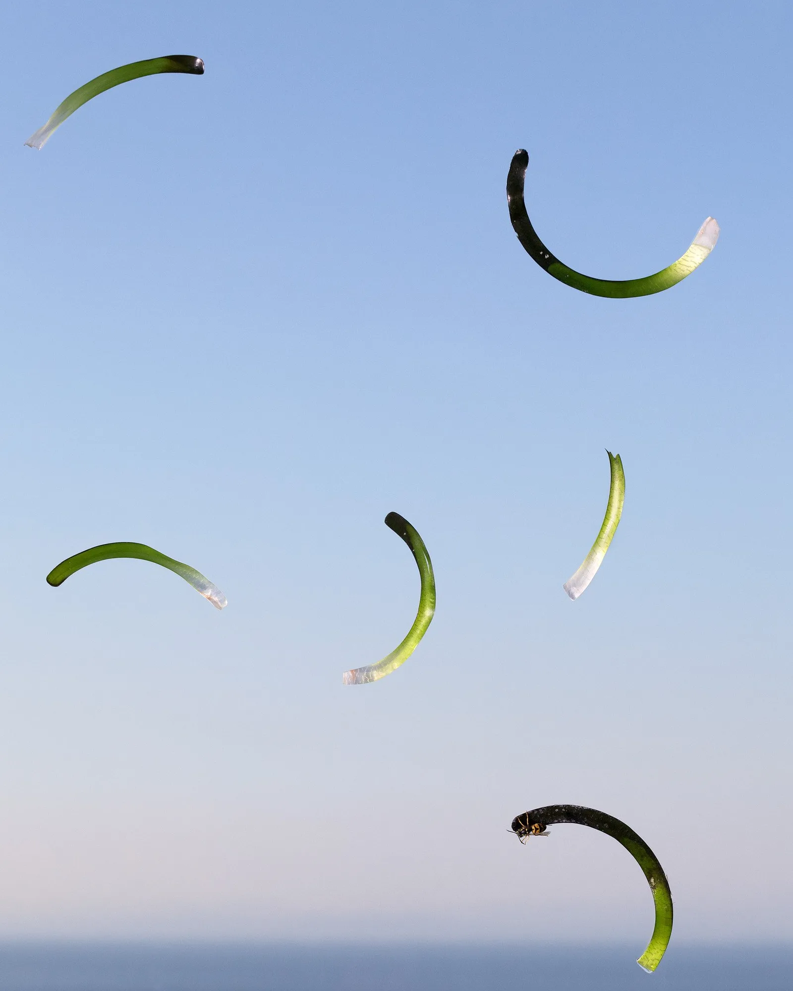 Joe Clark, Seagrass #3, 2013