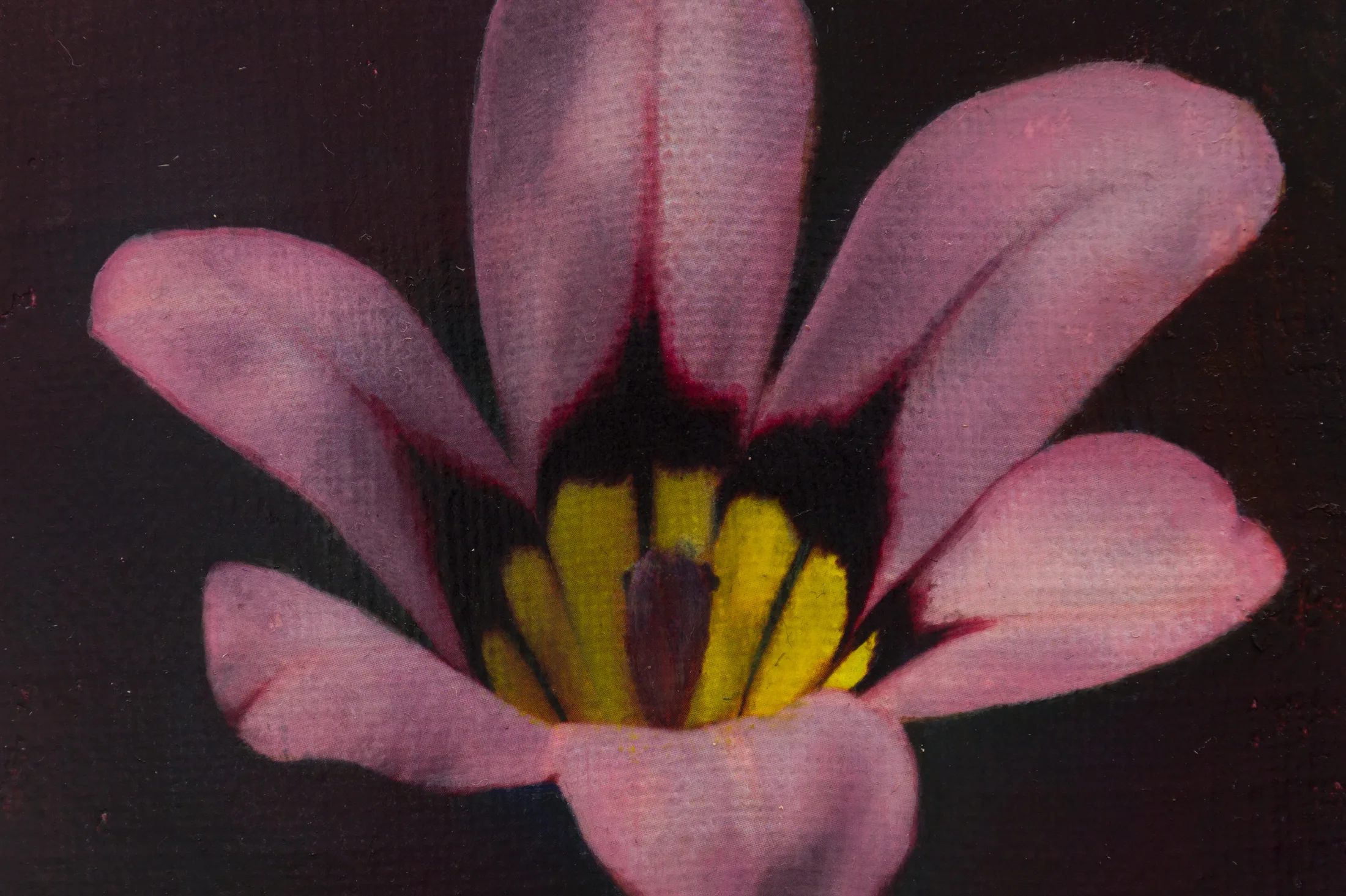 Detail of Harlequin Flower by Joseph Jones