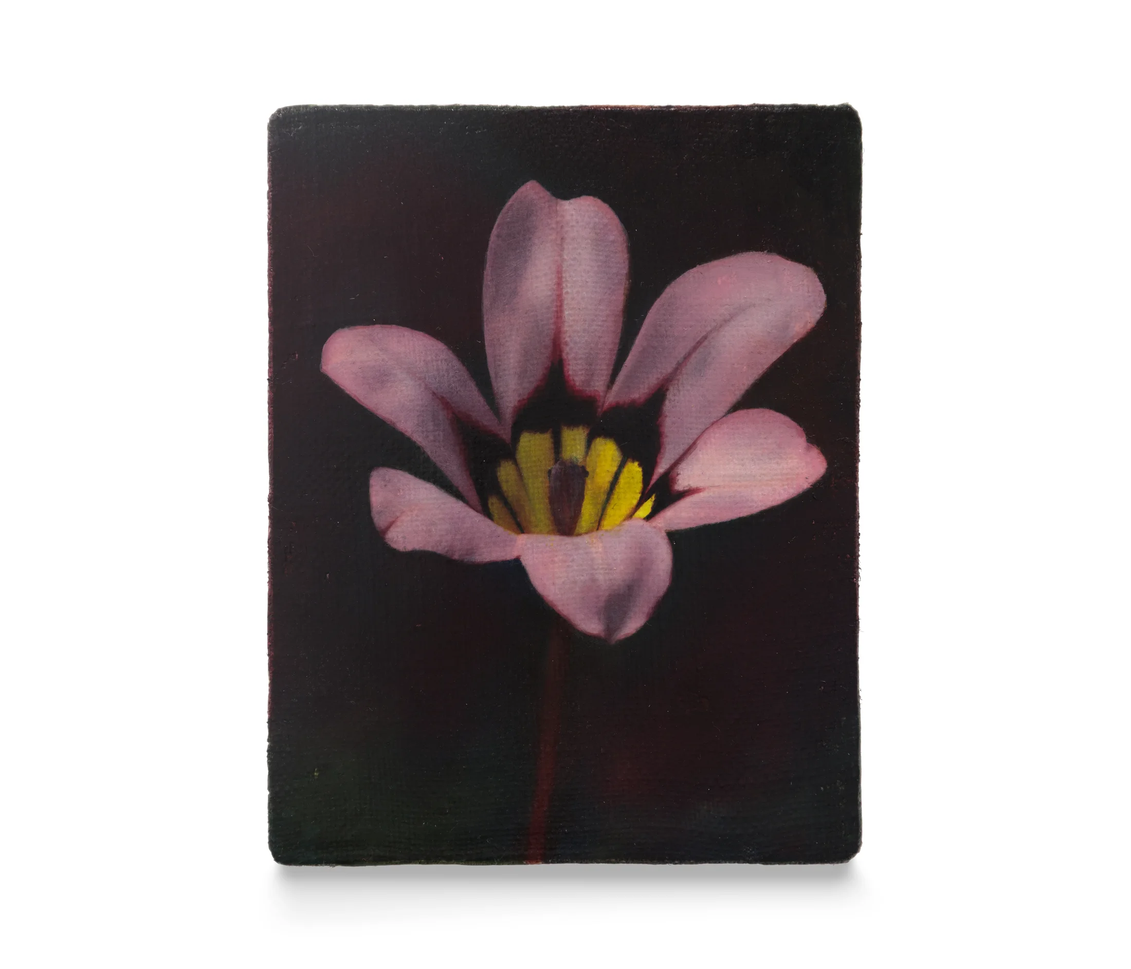 A painting by Joseph Jones of a pink flower set against a dark background