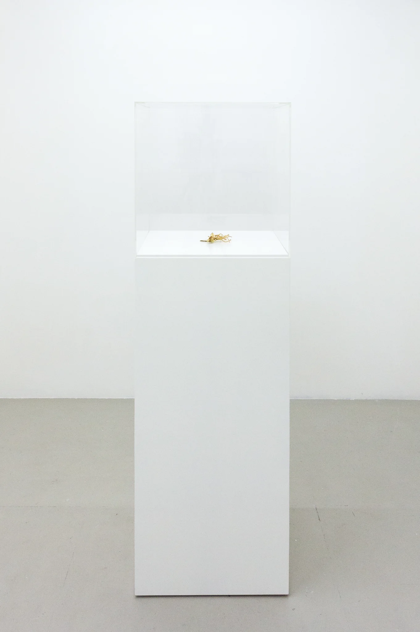 Installation documentation of Jo Coupe: All That Fall / Joseph Beuys: Wirtschaftswert at Workplace | London