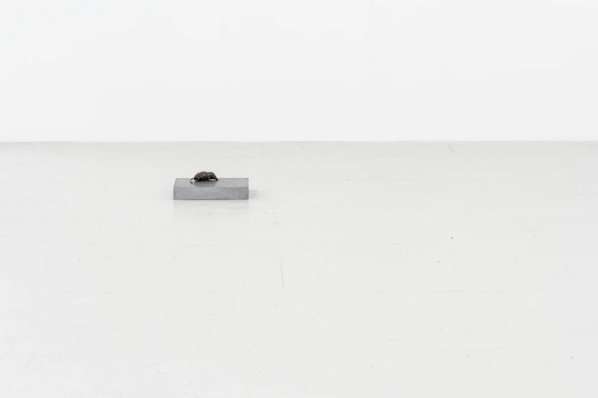 Installation documentation of Jo Coupe: All That Fall / Joseph Beuys: Wirtschaftswert at Workplace | London