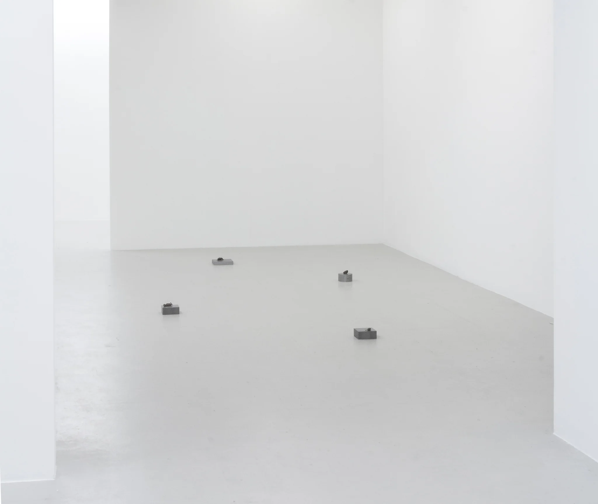Installation documentation of Jo Coupe: All That Fall / Joseph Beuys: Wirtschaftswert at Workplace | London