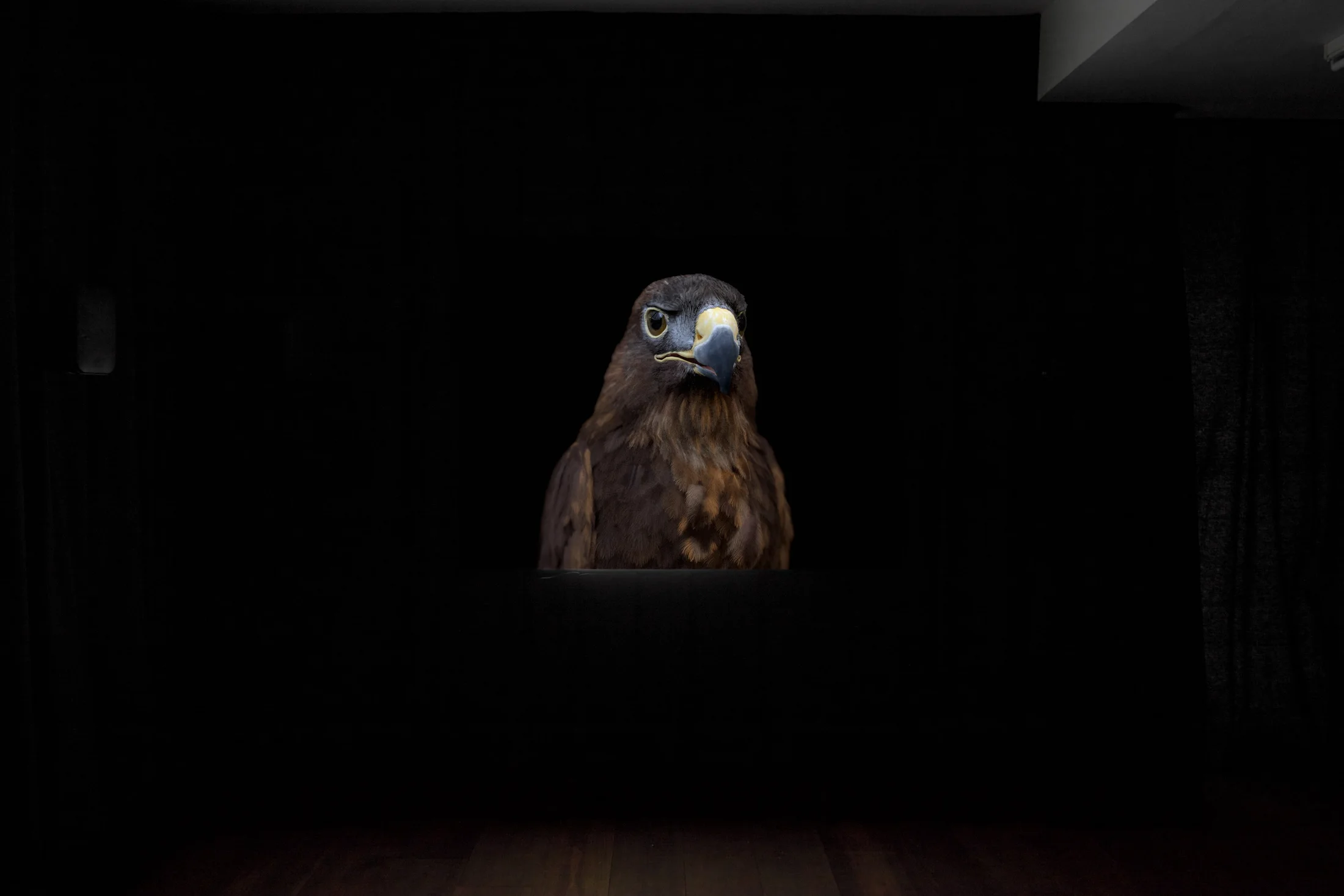 Installation photographs of Matt Stokes' exhibition 'This Liberty' at Workplace | London