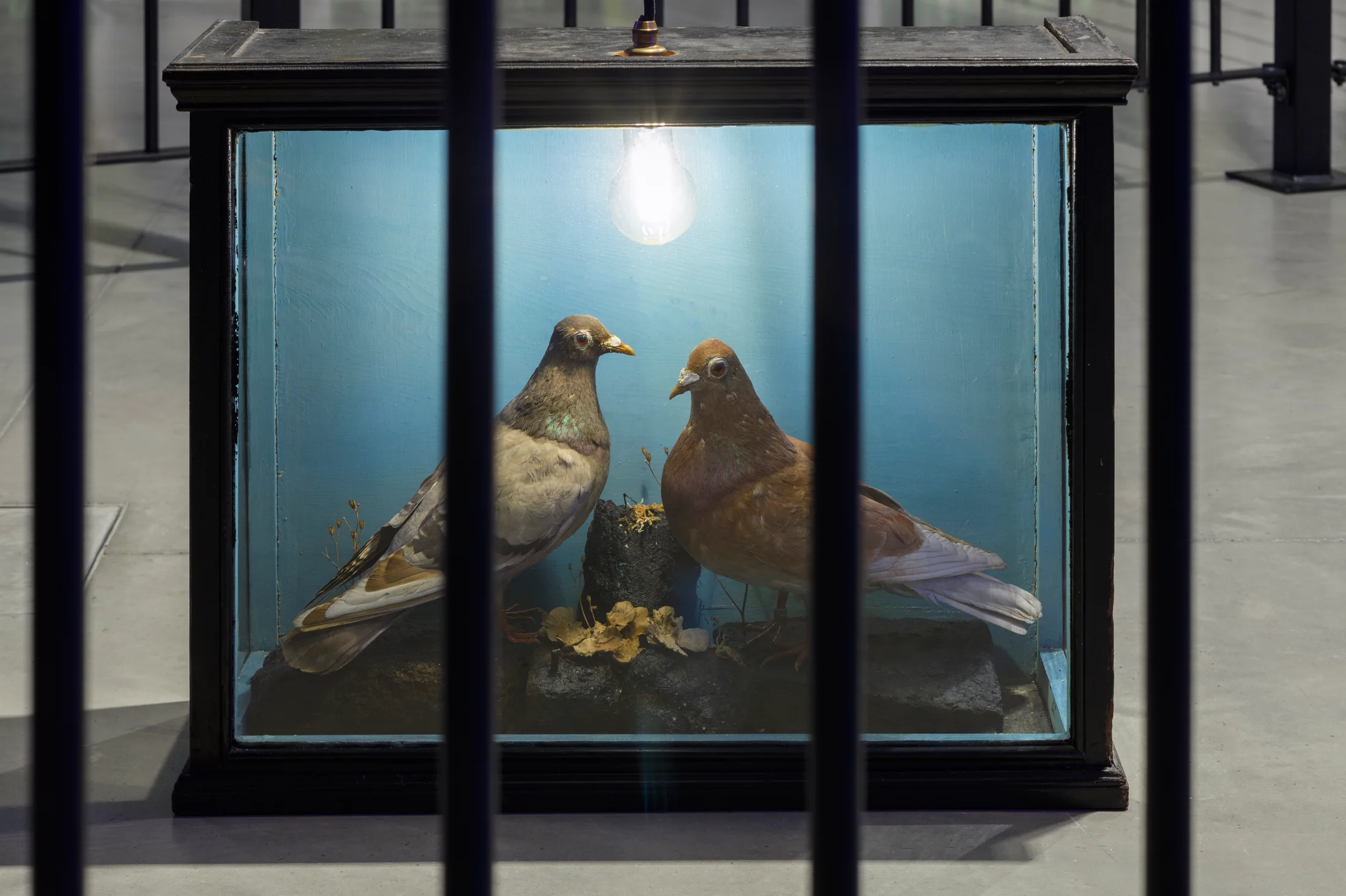 Installation view of Simeon Barlclay's exhibition Farewell Sweet Innocence at John Hansard Gallery Southampton 