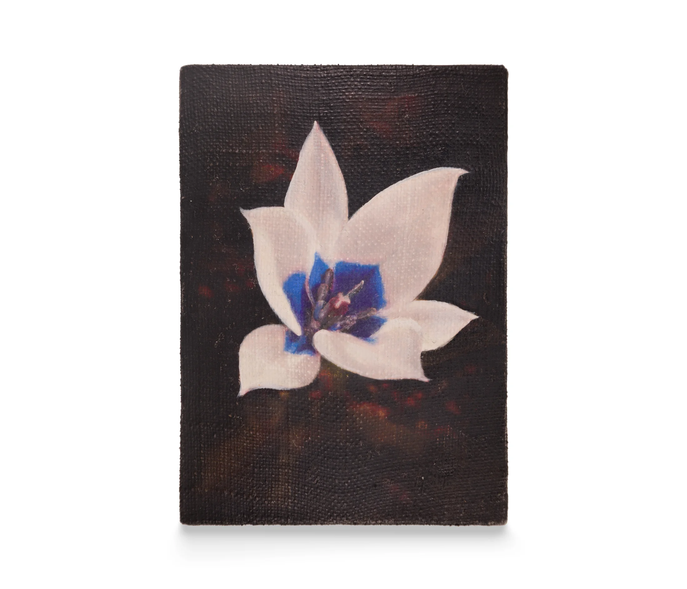 a painting by Joseph Jones of a flower